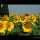 girasoli in toscana 2