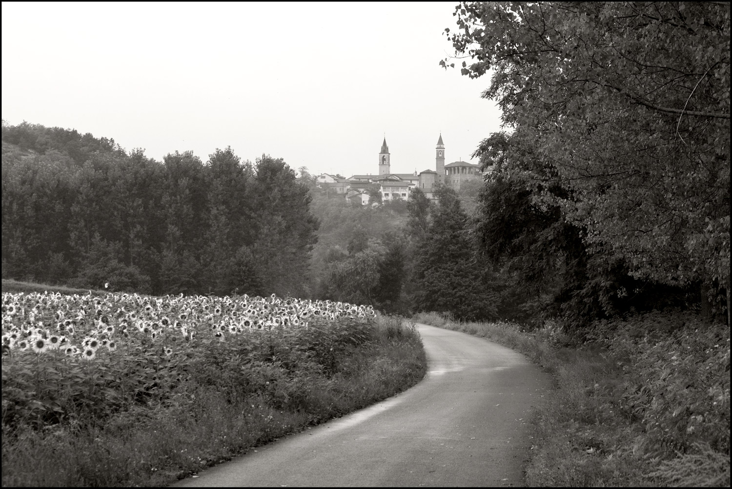 Girasoli in un giorno di pioggia