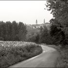 Girasoli in un giorno di pioggia