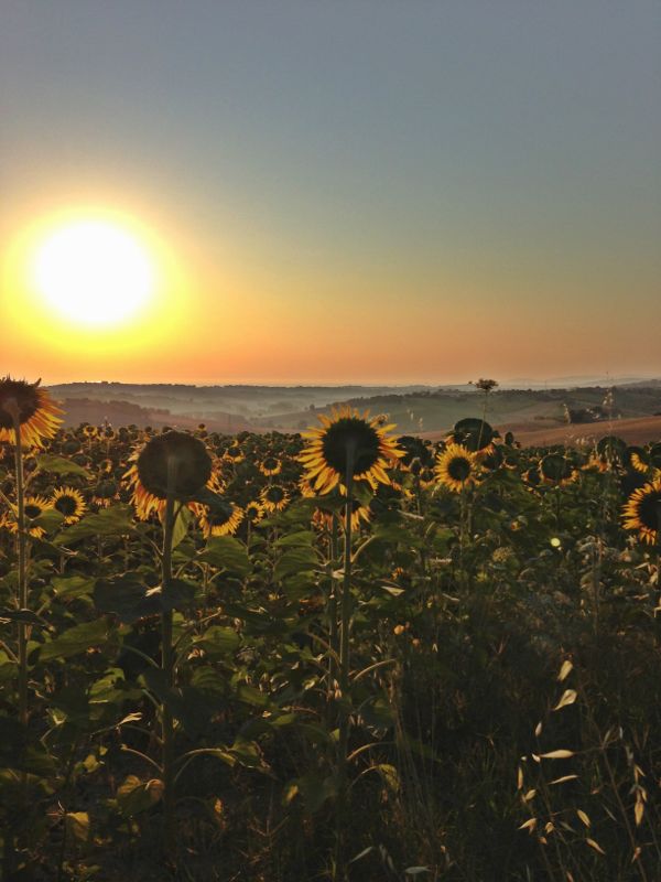 Girasoli mai soli... al sole.