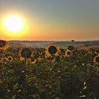 Girasoli mai soli... al sole.