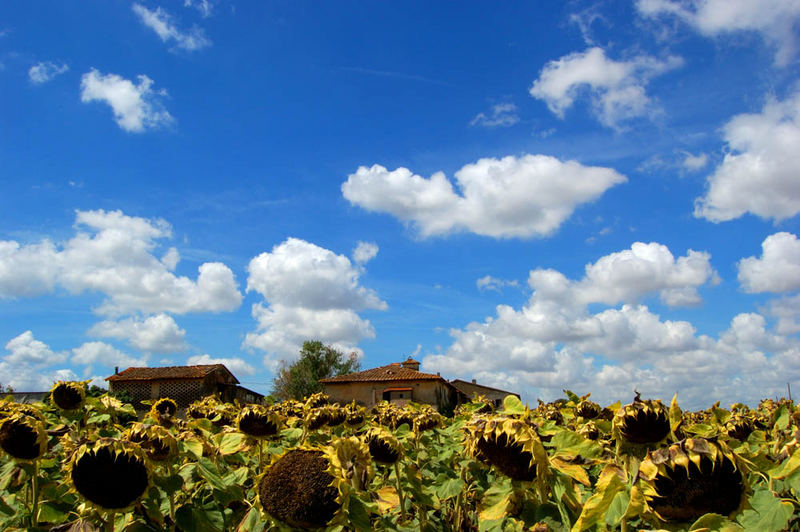 girasoli maturi