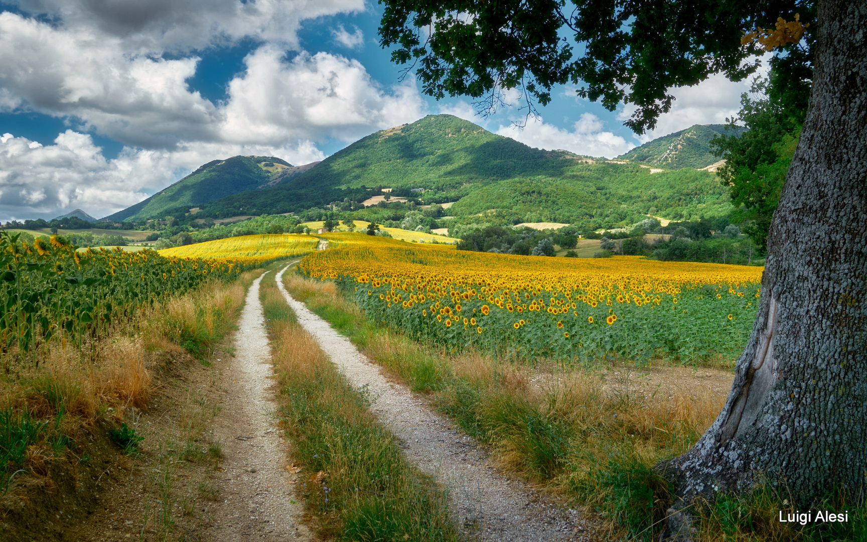 Girasoli nella campagna marchigiana