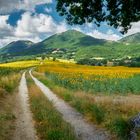 Girasoli nella campagna marchigiana