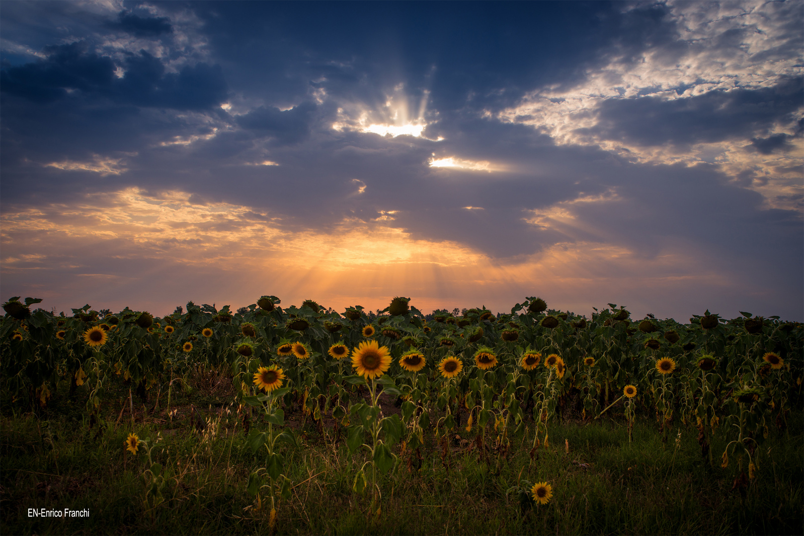 Girasoli offesi