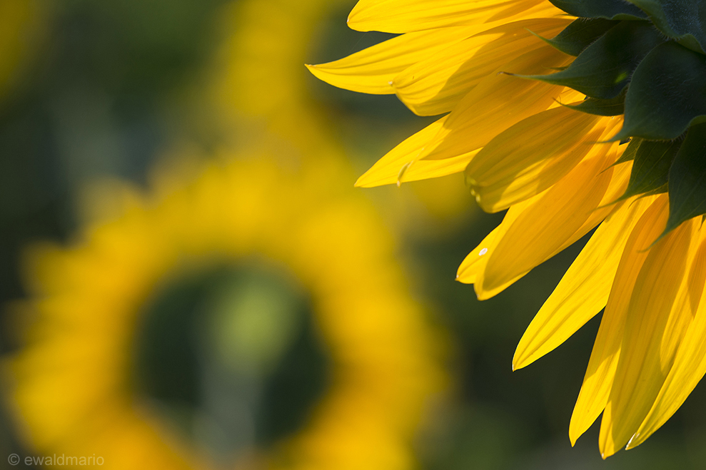 girasoli, sunflowers, sonnenblumen ...