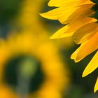 girasoli, sunflowers, sonnenblumen ...