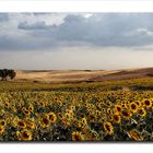 Girasoli terra e cielo.