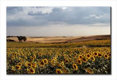 Girasoli terra e cielo.