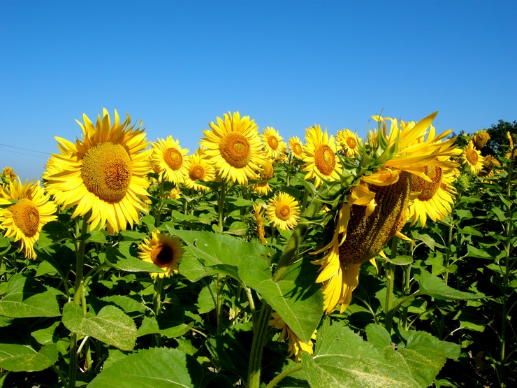 Girasoli - Toscana