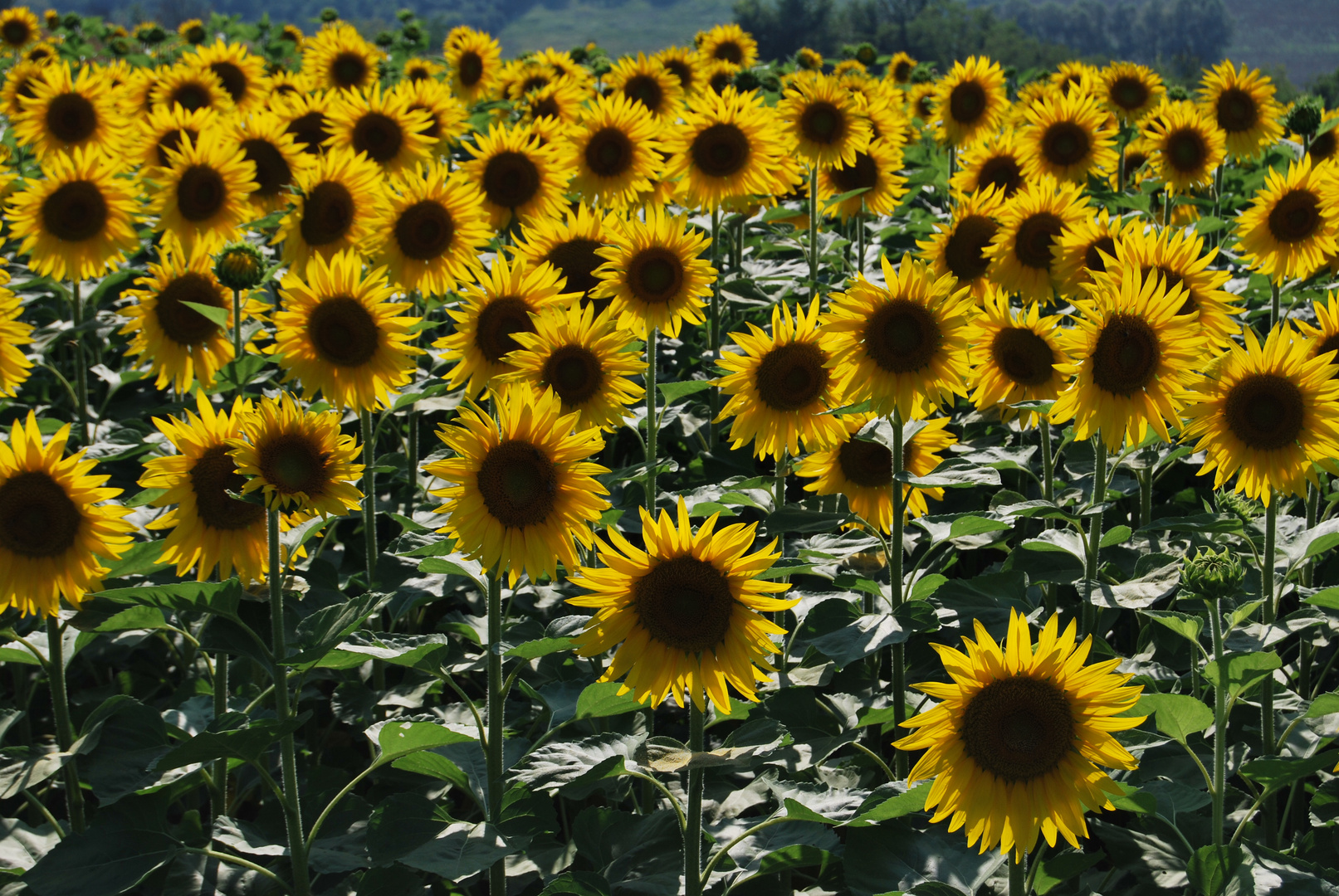 girasoli...contro sole