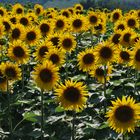 girasoli...contro sole