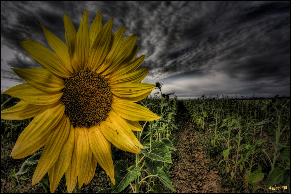 girasolstizio d'estate