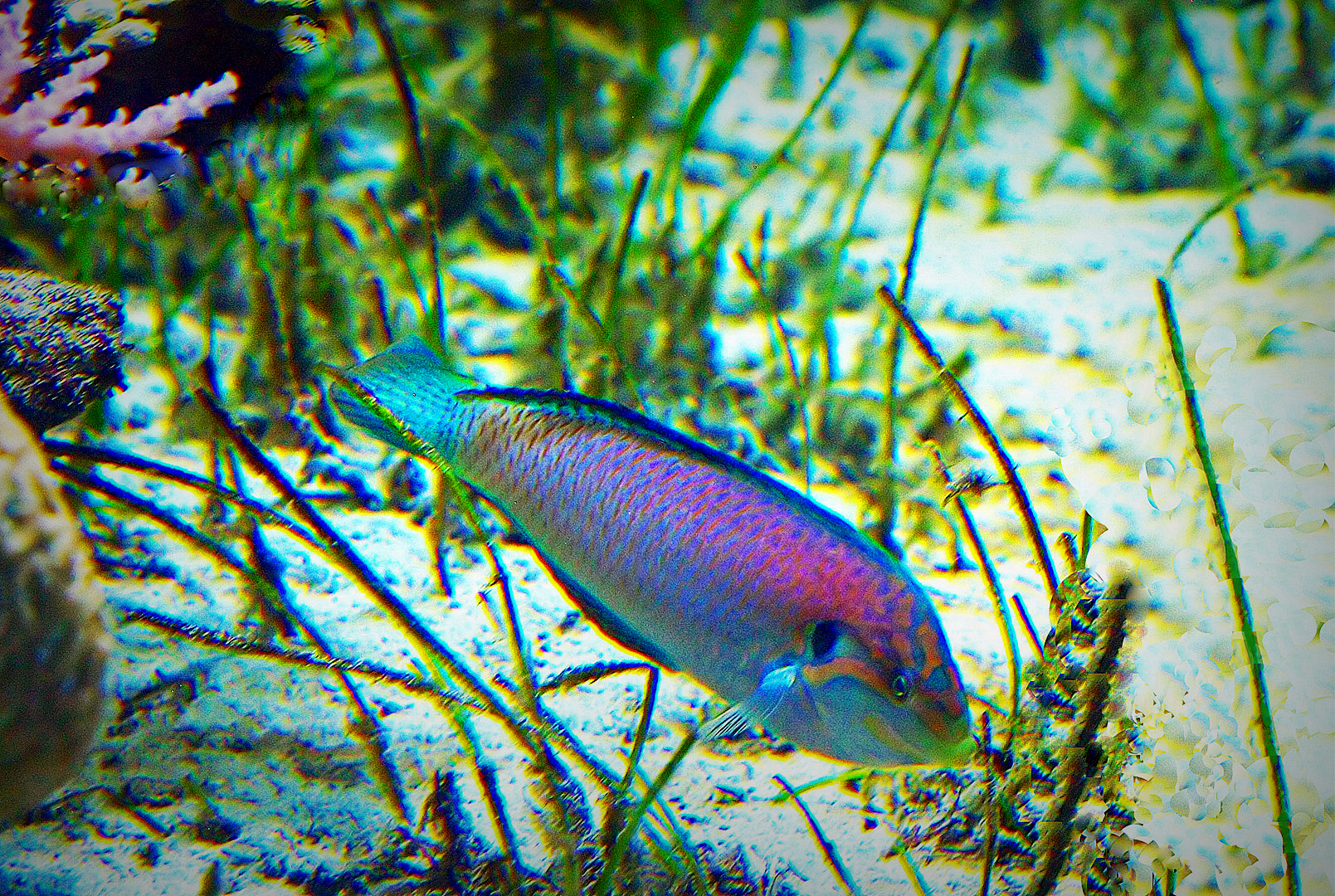 Girelle paon  --  Aquarium des lagons, Nouméa  --  Pfau-Lippfisch 