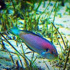 Girelle paon  --  Aquarium des lagons, Nouméa  --  Pfau-Lippfisch 