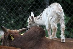 Girgentana Ziege und Zwerg Zebu