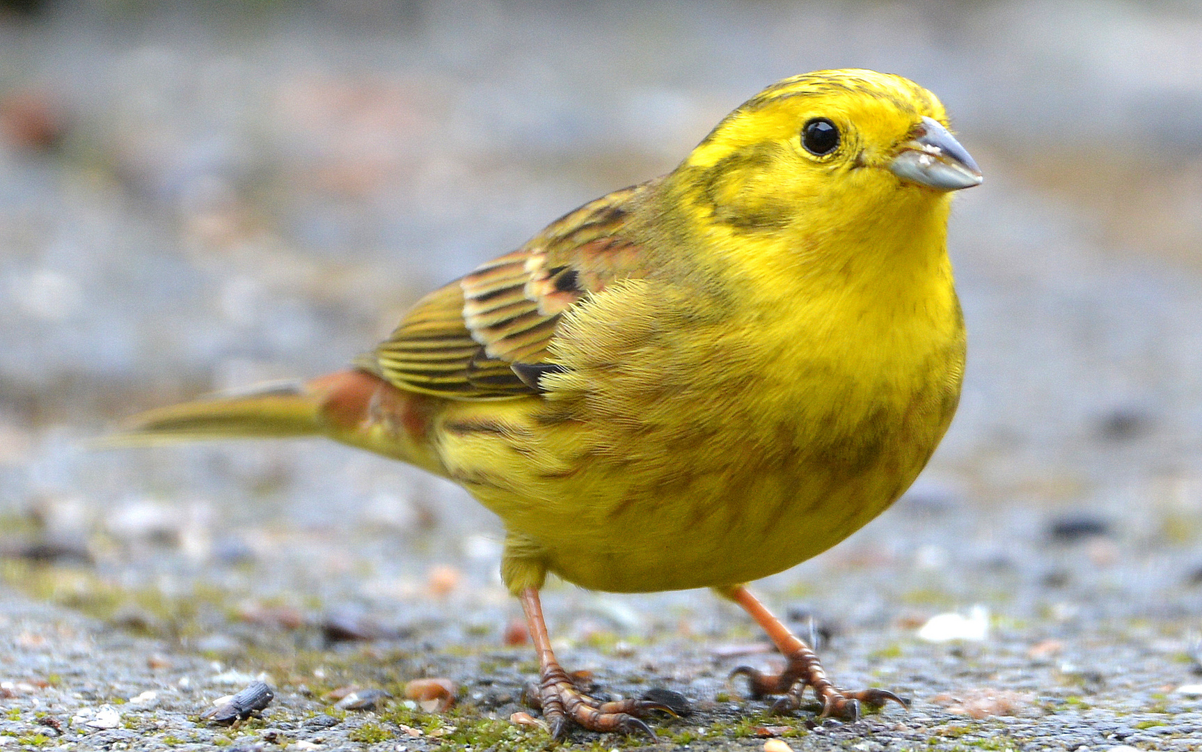 Girlitz Foto & Bild | tiere, wildlife, wild lebende vögel Bilder auf ...