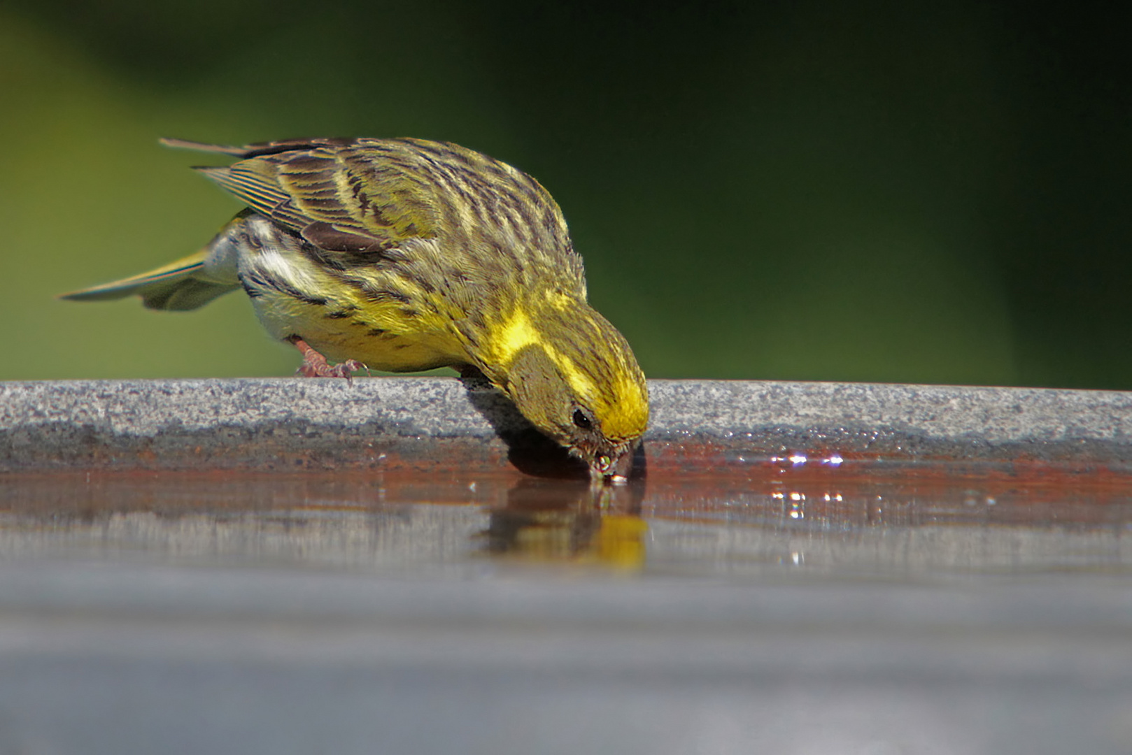 Girlitz beim Trinken