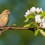 Girlitz mit Birnenblüten