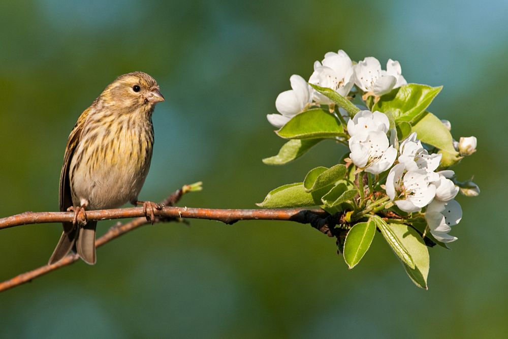 Girlitz mit Birnenblüten