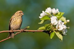 Girlitz mit Birnenblüten