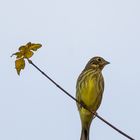 Girlitz mit Herbstblatt