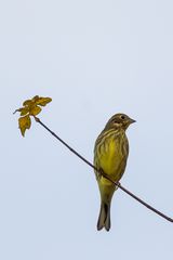 Girlitz mit Herbstblatt