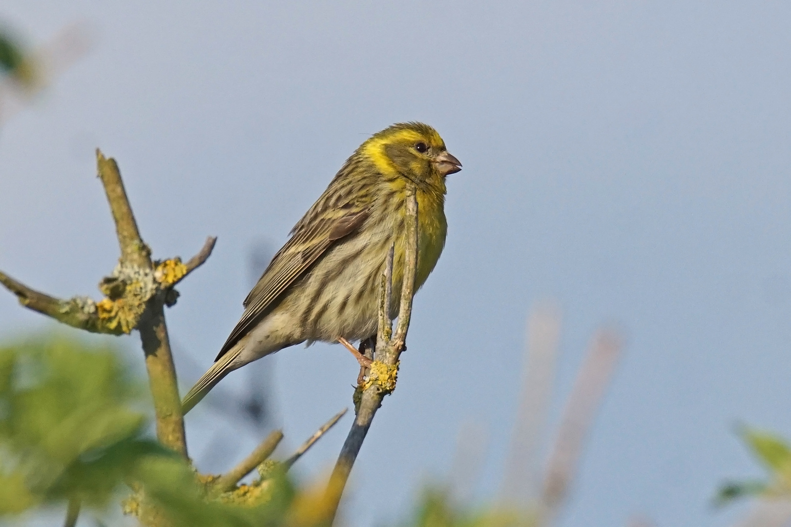 Girlitz (Serinus serinus)