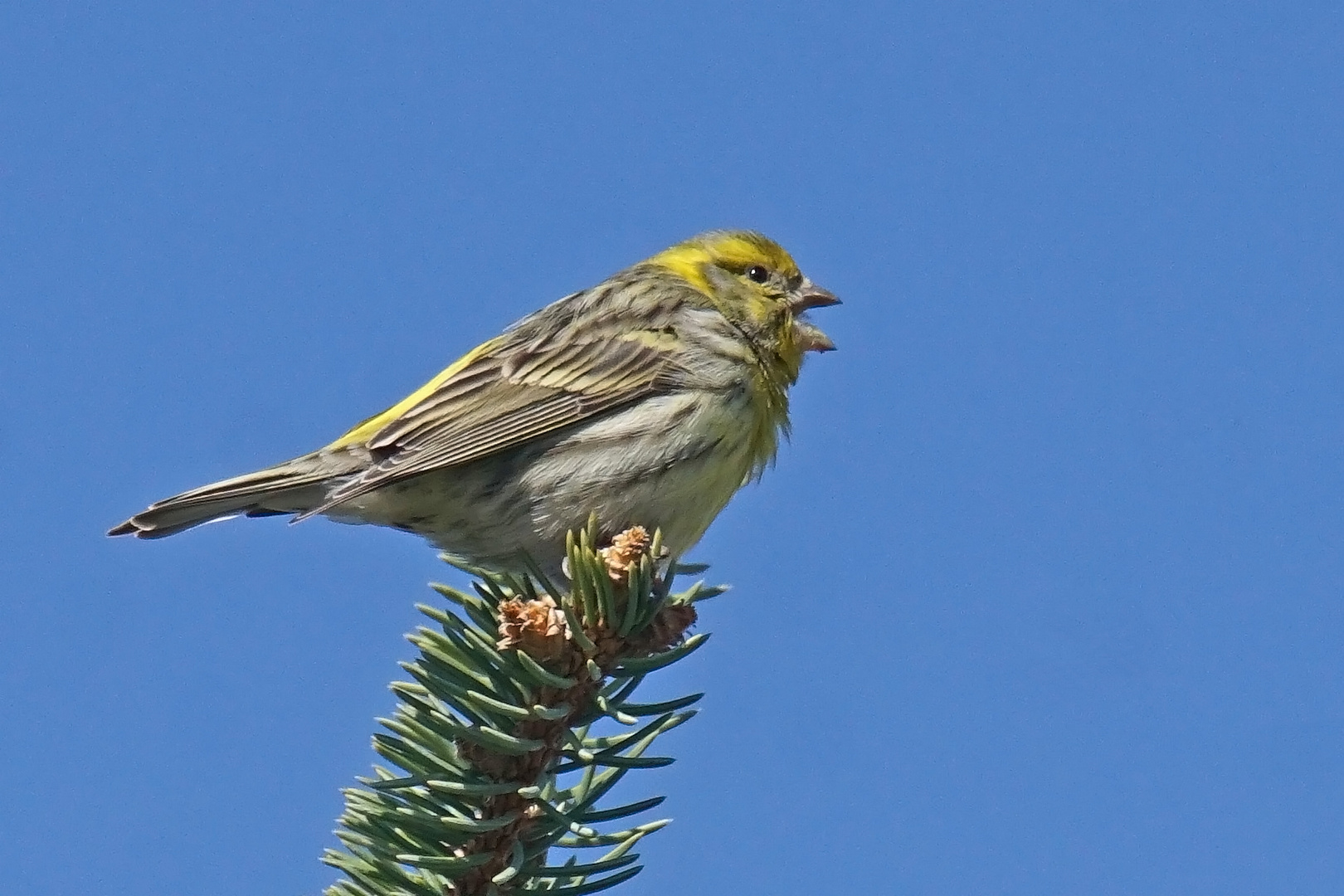 Girlitz (Serinus serinus), Männchen