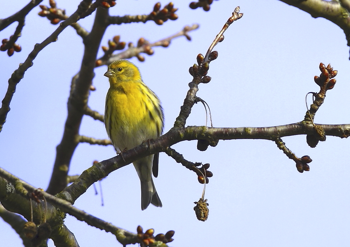 Girlitz (Serinus serinus), Männchen 