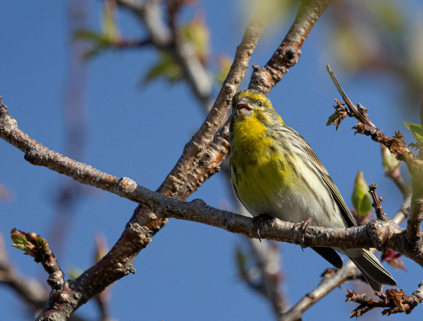 Girlitz - Vogel des Jahres 2021