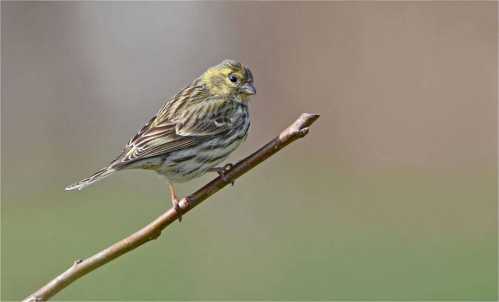 Girlitz - Weibchen