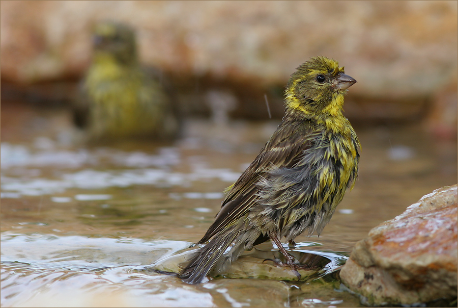 " Girlitze beim Baden ..... "