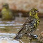 " Girlitze beim Baden ..... "