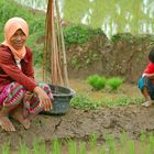 Girls on Ricefields