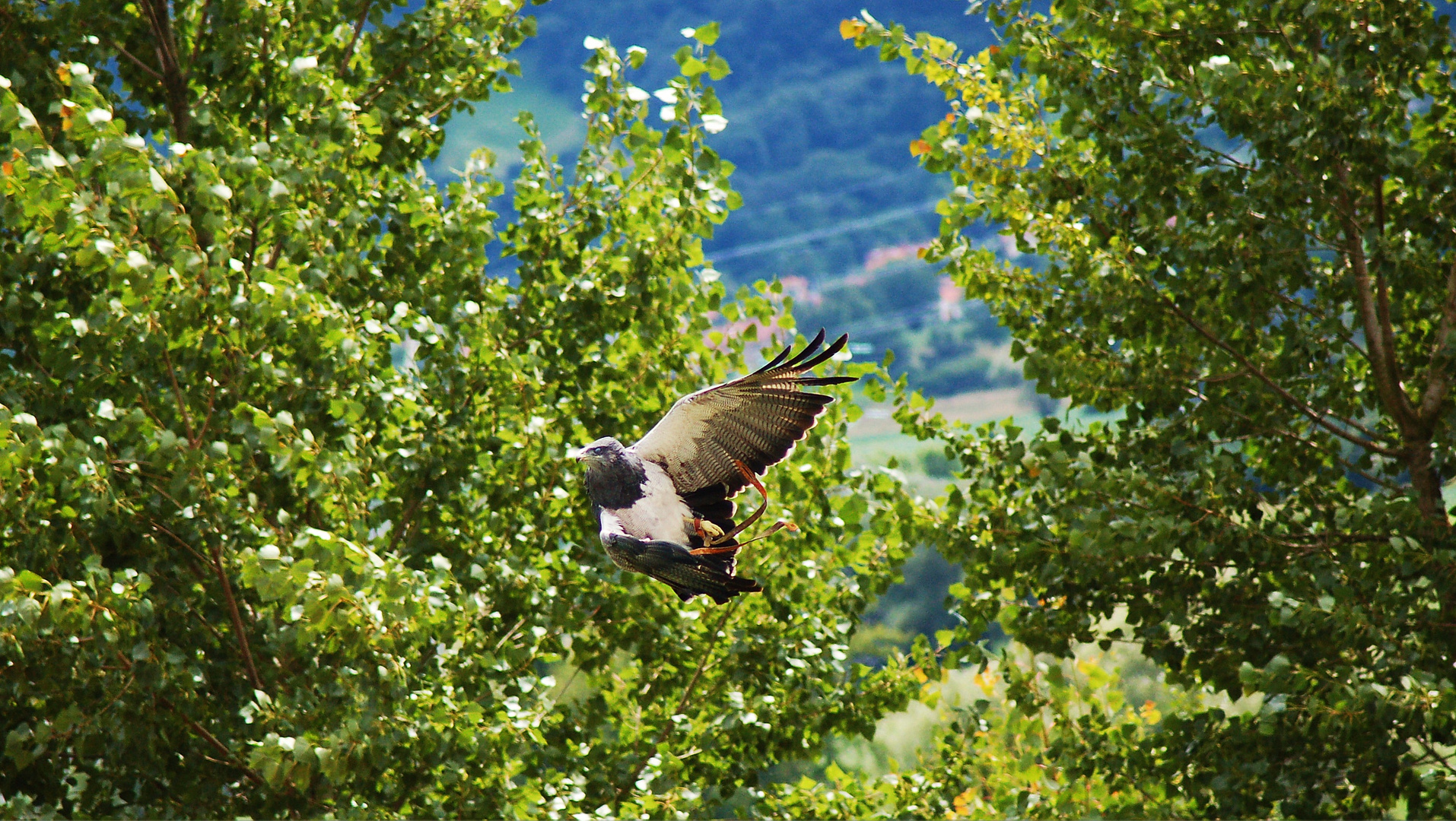 giro en vuelo