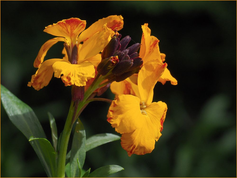 Giroflée dans mon jardin