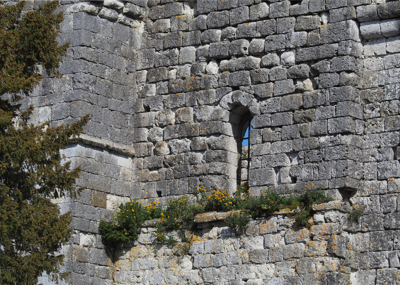 Giroflée des murailles