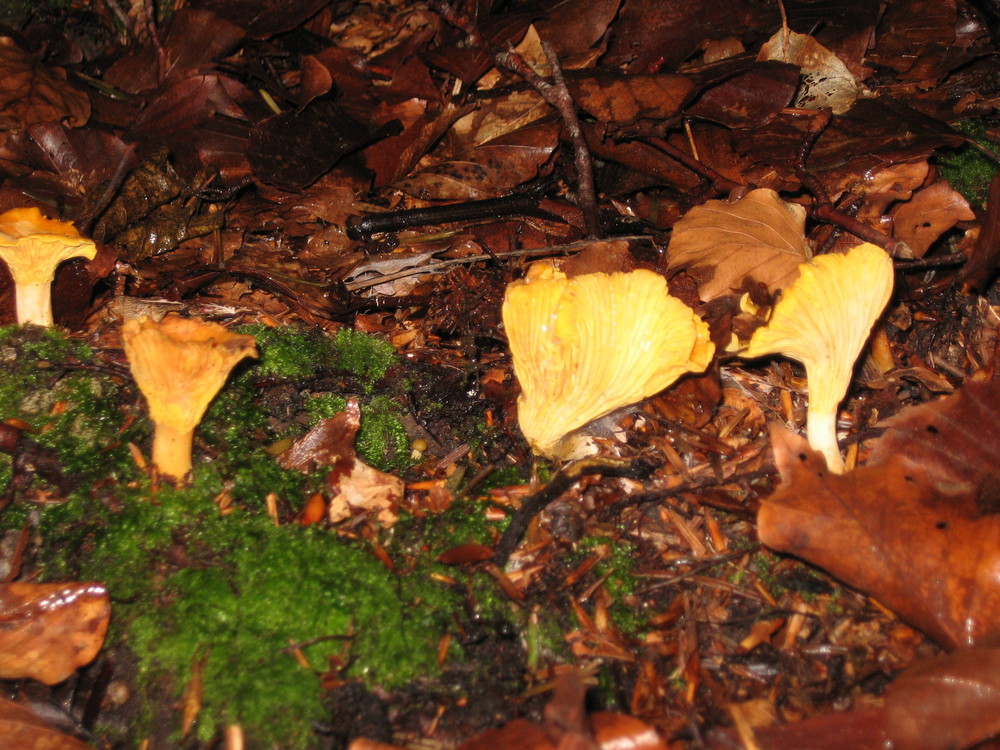 Girolles