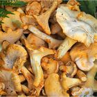 Girolles