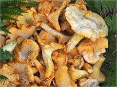 Girolles