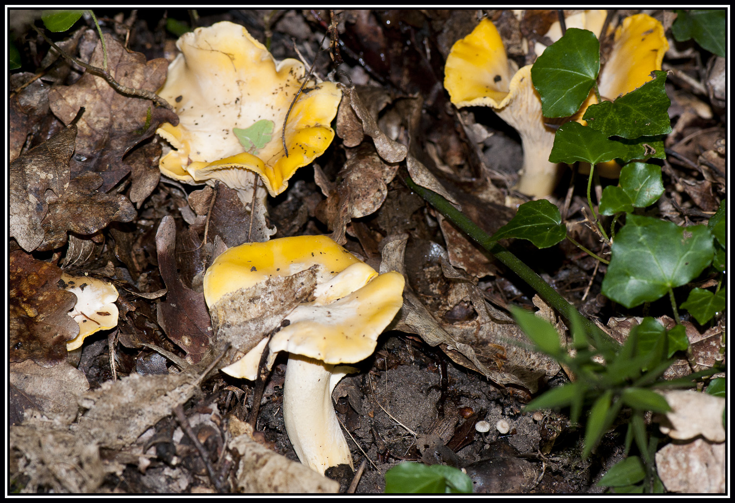 Girolles