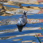 Girona-Spiegelungen # Reflejos de Girona III