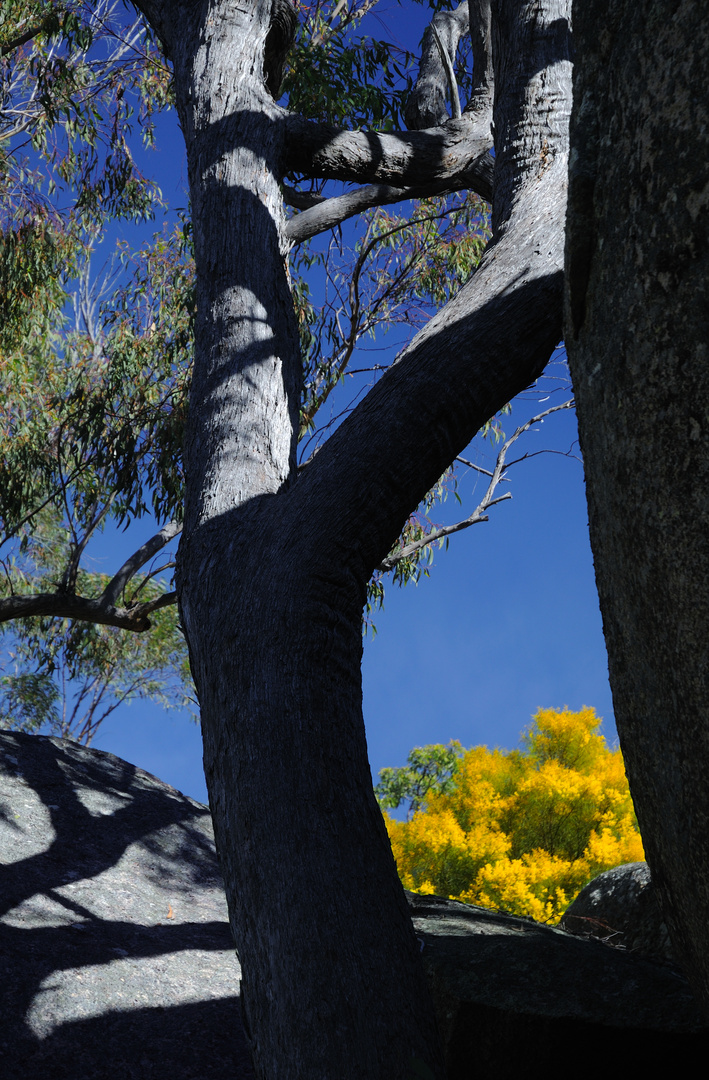 Girraween NP