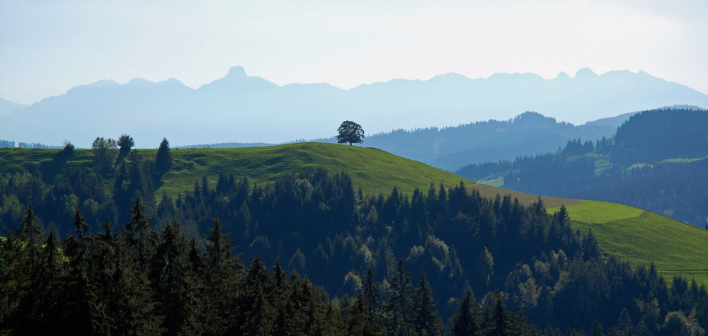 Girsgrat oberhalb Eggiwil