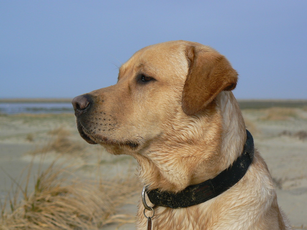 Gismo am Strand in Dänemark