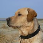 Gismo am Strand in Dänemark