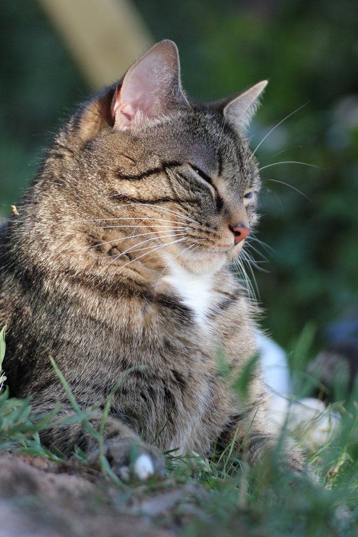 Gismo der "Zauberer"