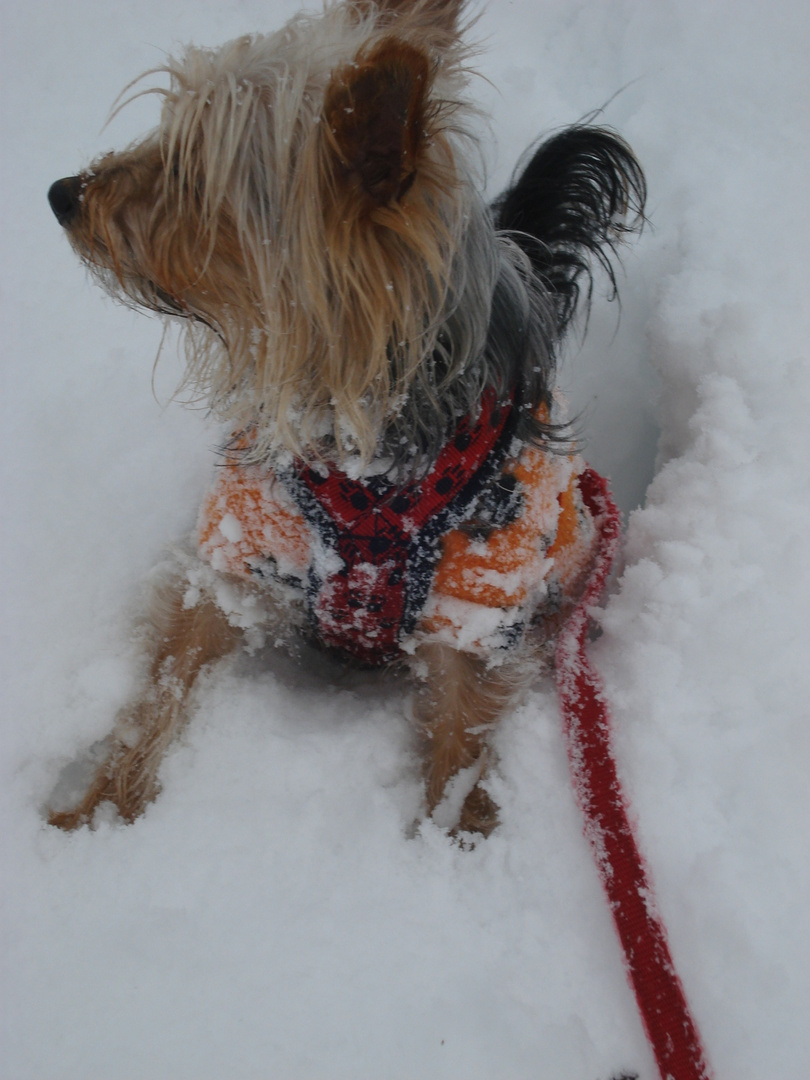 Gismo im Schnee