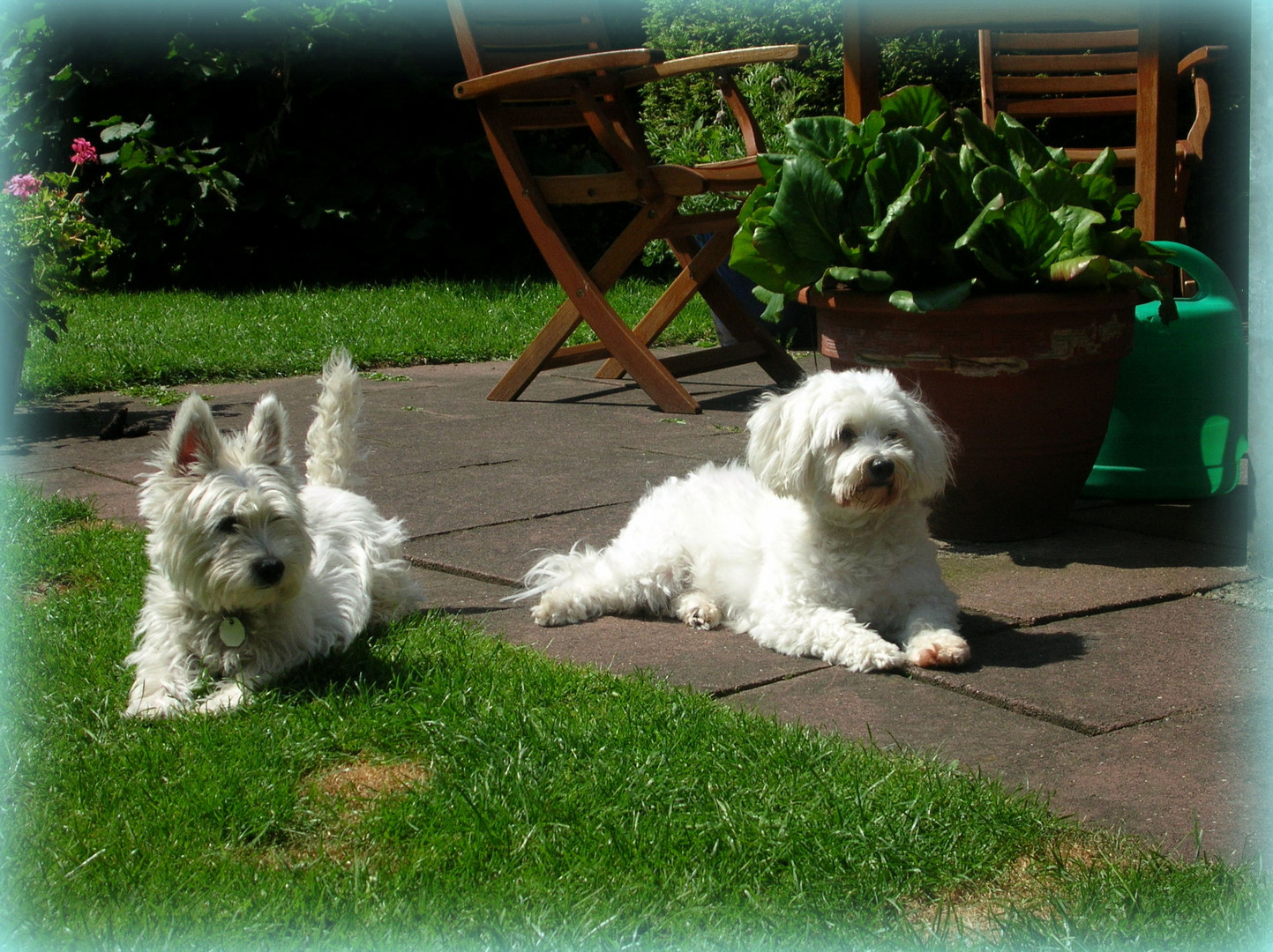 Gismo & Lilli , Freundinnen fürs Leben